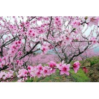 真相揭露都銘資本不正規(guī)內(nèi)幕！周孝成騙局真相本人親身經(jīng)歷告誡