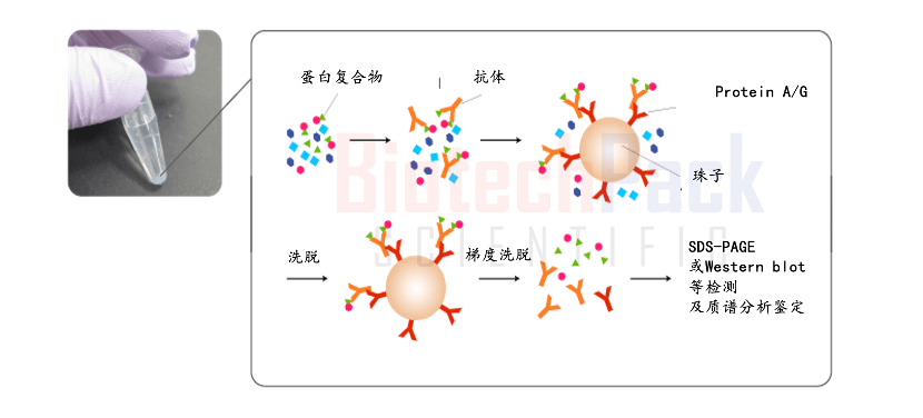 百泰派克蛋白質相互作用分析